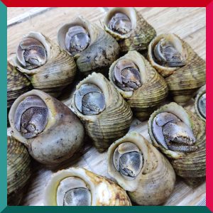 Sỉ ốc mượn hồn mini nhiều màu