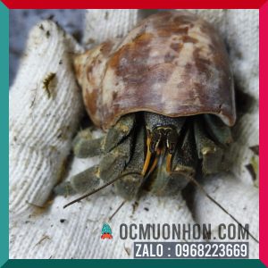 Ốc mượn hồn RUGO size bự L, XL  (ngẫu nhiên)