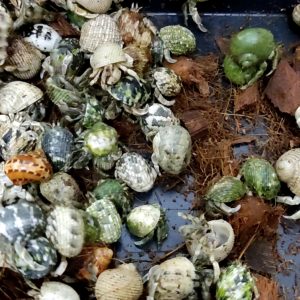 Combo 20 RUGO ALBINO tặng 10 nhiều màu