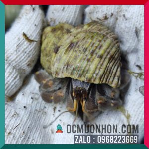 Ốc mượn hồn RUGO size bự L, XL  (ngẫu nhiên)