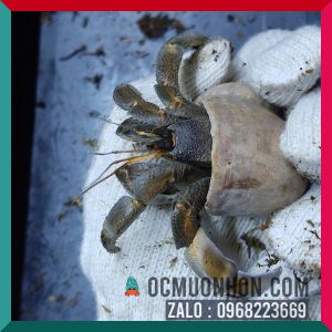 Ốc mượn hồn RUGO size bự L, XL  (ngẫu nhiên)