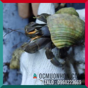 Ốc mượn hồn RUGO size bự L, XL  (ngẫu nhiên)