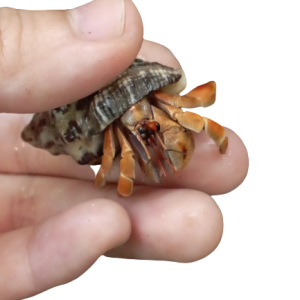 Ốc Mượn Hồn Viosunset