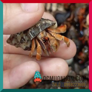 Ốc mượn hồn VIOSUNSET màu cam nâu xám (ngẫu nhiên)