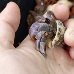 Ốc Mượn Hồn Viosunset