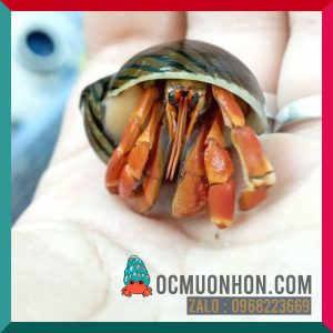 Ốc Mượn Hồn Viosunset