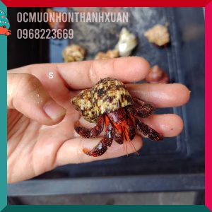 Ốc mượn hồn PERLATUS