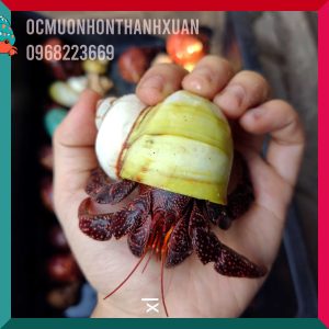 Ốc mượn hồn PERLATUS