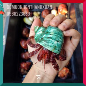 Ốc mượn hồn PERLATUS