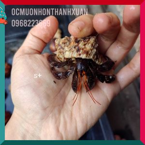 Ốc mượn hồn PERLATUS