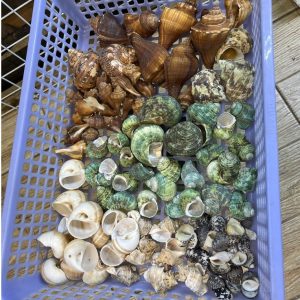 1kg vỏ ốc lẫn lộn từ cỡ siêu baby tới cỡ L