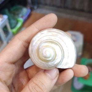 Vỏ ốc xà cừ mài trắng vàng cỡ S và M tự nhiên trọng lượng nhẹ và đẹp