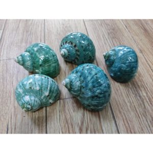 Vỏ ốc xà cừ xanh baby họa tiết ngẫu nhiên cỡ L XL 3XL