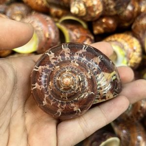 Sỉ 1kg vỏ ốc xà cừ đỏ hoạ tiết và kích thước ngẫu nhiên