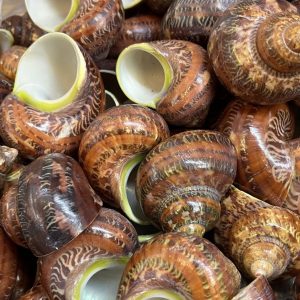 Sỉ 1kg vỏ ốc xà cừ đỏ hoạ tiết và kích thước ngẫu nhiên