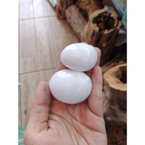 Vỏ ốc Mỡ trắng size XS-S-M cực đẹp