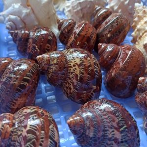 Sỉ 1kg vỏ ốc xà cừ đỏ hoạ tiết và kích thước ngẫu nhiên