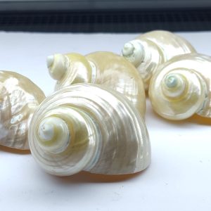 Vỏ ốc xà cừ mài trắng vàng cỡ S và M tự nhiên trọng lượng nhẹ và đẹp