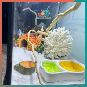 Combo nuôi ốc mượn hồn đầy đủ phụ kiện ( không kèm đèn ) B880-1