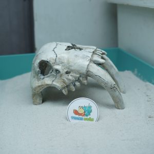 Mô hình sọ 2 Ngà màu trắng xám làm hang trú và trang trí cho chuồng nuôi ốc mượn hồn, bò sát nhỏ