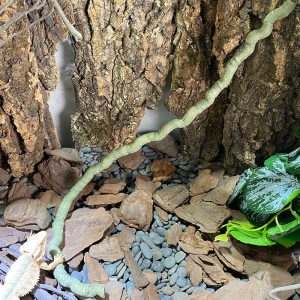 Dây leo trang chí chuồng nuôi cho ốc mượn hồn và bò sát nhỏ dài 1M - chất liệu nhựa PU - màu xanh