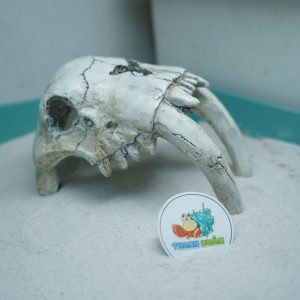 Mô hình sọ 2 Ngà màu trắng xám làm hang trú và trang trí cho chuồng nuôi ốc mượn hồn, bò sát nhỏ