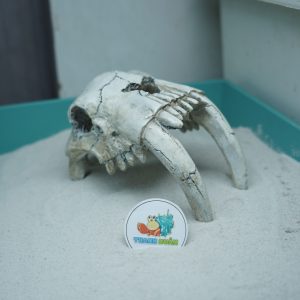 Mô hình sọ 2 Ngà màu trắng xám làm hang trú và trang trí cho chuồng nuôi ốc mượn hồn, bò sát nhỏ