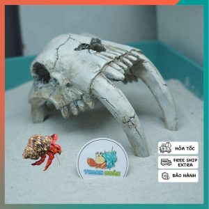 Mô hình sọ 2 Ngà màu trắng xám làm hang trú và trang trí cho chuồng nuôi ốc mượn hồn, bò sát nhỏ