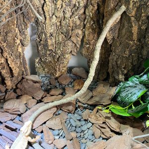 Dây leo trang chí chuồng nuôi cho ốc mượn hồn và bò sát nhỏ dài 1CM - chất liệu nhựa PU màu nâu