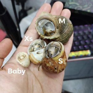 Ốc mượn hồn RUGO xinh xắn