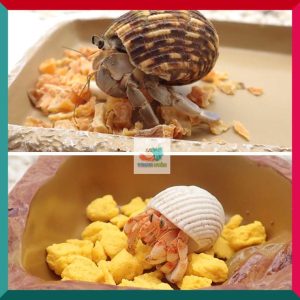 Thức ăn sấy khô gồm : cá hồi, tôm, khoai lang, cà rốt gói nhỏ 3g