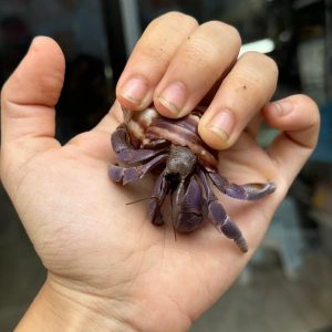 Ốc Mượn Hồn Violasen