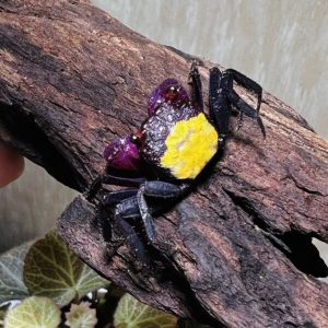 Cua Vampire - cua ma cà rồng