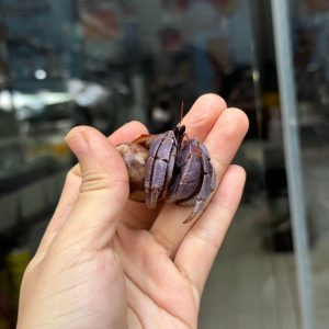 Ốc Mượn Hồn Violasen