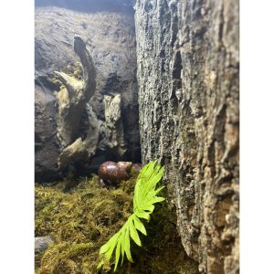 Tấm cork vỏ cây gỗ sồi làm nền chuồng nuôi tạo cảm giác thiên nhiên