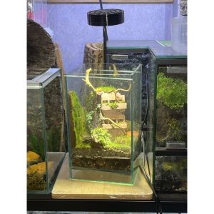 Đèn đế gỗ 5w trang trí bể cây hoặc bể thú cưng