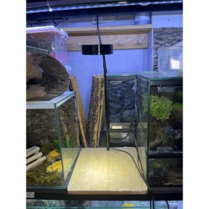 Đèn đế gỗ 5w trang trí bể cây hoặc bể thú cưng