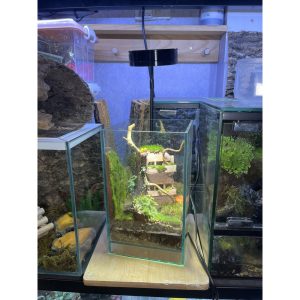 Đèn đế gỗ 5w trang trí bể cây hoặc bể thú cưng