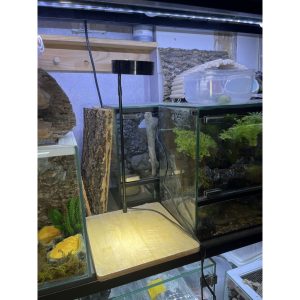 Đèn đế gỗ 5w trang trí bể cây hoặc bể thú cưng