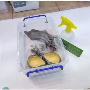 Bát ăn chén nước chén ăn cho bò sát ốc mượn hồn