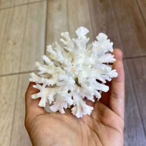 San hô bông trắng