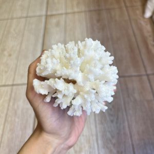 San hô bông trắng