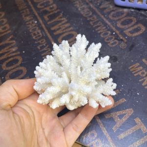 San hô bông trắng