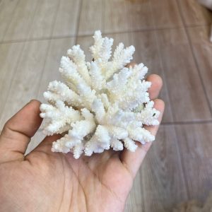 San hô bông trắng