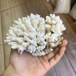 San hô bông trắng