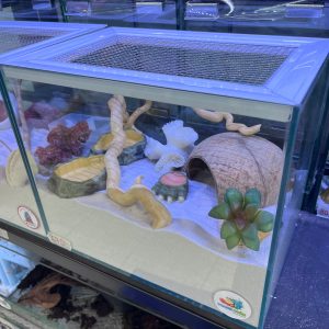 Bát ăn mini 4cm cho cua ma cà rồng, ốc nhỏ, và một số loài mini