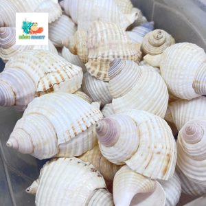 Vỏ ốc nhung trắng nhỏ