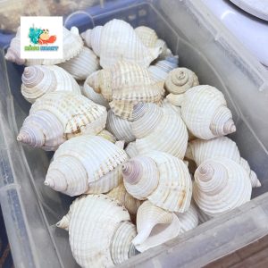 Vỏ ốc nhung trắng nhỏ