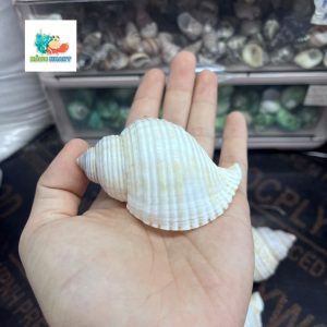 Vỏ ốc nhung trắng cỡ M L dành cho ốc mượn hồn
