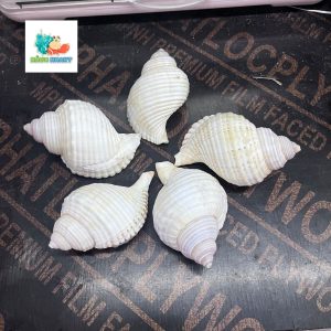 Vỏ ốc nhung trắng nhỏ